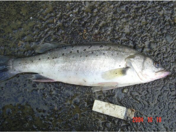 台灣魚 鱸魚介紹 必玩台灣10000個景點